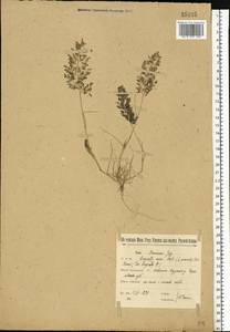 Eragrostis minor Host, Eastern Europe, North Ukrainian region (E11) (Ukraine)