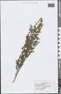 Genista tinctoria L., Eastern Europe, Middle Volga region (E8) (Russia)