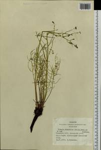 Crepidiastrum tenuifolium (Willd.) Sennikov, Siberia, Altai & Sayany Mountains (S2) (Russia)