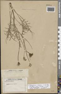 Scorzonera cana (C. A. Mey.) O. Hoffm., Eastern Europe, Lower Volga region (E9) (Russia)