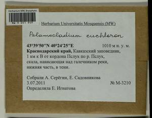 Palamocladium euchloron (Bruch ex Müll. Hal.) Wijk & Margad., Bryophytes, Bryophytes - North Caucasus & Ciscaucasia (B12) (Russia)