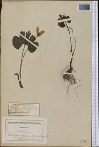 Sanguinaria canadensis L., America (AMER) (United States)