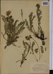 Oxytropis campestris (L.)DC., Western Europe (EUR) (Italy)