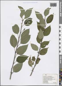 Malus, Eastern Europe, Moscow region (E4a) (Russia)