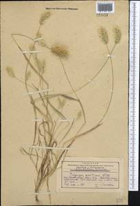 Polypogon maritimus Willd., Middle Asia, Western Tian Shan & Karatau (M3) (Kazakhstan)