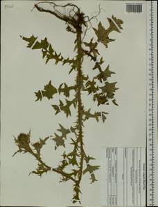 Cirsium vulgare (Savi) Ten., Siberia, Altai & Sayany Mountains (S2) (Russia)