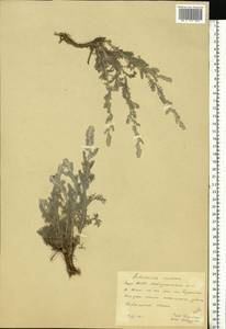 Artemisia incana (L.) Druce, Eastern Europe, Eastern region (E10) (Russia)