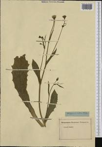 Hedypnois rhagadioloides (L.) F. W. Schmidt, Western Europe (EUR) (Not classified)