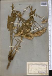 Saussurea salsa (Pall.) Spreng., Middle Asia, Muyunkumy, Balkhash & Betpak-Dala (M9) (Kazakhstan)