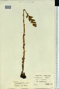 Orobanche reticulata subsp. pallidiflora (Wimm. & Grab.) Hayek, Eastern Europe, Middle Volga region (E8) (Russia)