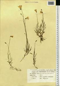 Campanula rotundifolia L., Siberia, Western Siberia (S1) (Russia)