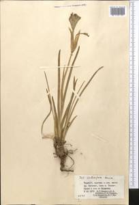 Iris stolonifera Maxim., Middle Asia, Pamir & Pamiro-Alai (M2) (Tajikistan)