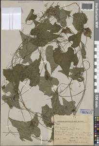 Schizopepon bryoniifolius Maxim., Siberia, Russian Far East (S6) (Russia)