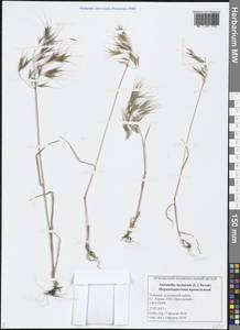 Bromus tectorum L., Eastern Europe, Middle Volga region (E8) (Russia)