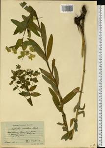 Euphorbia semivillosa (Prokh.) Krylov, Eastern Europe, Moscow region (E4a) (Russia)