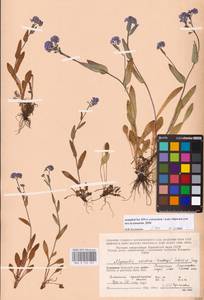 Myosotis asiatica (Vestergr. ex Hultén) Schischk. & Serg., Eastern Europe, Northern region (E1) (Russia)