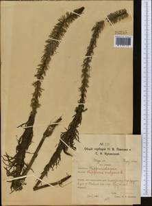 Hippuris vulgaris L., Middle Asia, Northern & Central Kazakhstan (M10) (Kazakhstan)