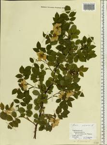 Rosa canina L., Eastern Europe, Central forest-and-steppe region (E6) (Russia)