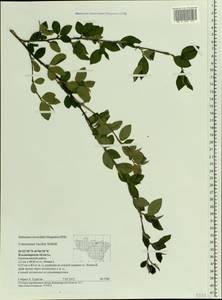 Cotoneaster acutifolius Turcz., Eastern Europe, Central region (E4) (Russia)