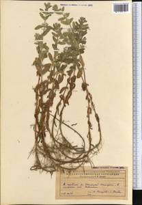 Teucrium scordium L., Middle Asia, Caspian Ustyurt & Northern Aralia (M8) (Kazakhstan)