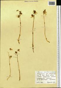 Epipogium aphyllum Sw., Siberia, Russian Far East (S6) (Russia)