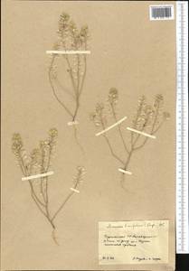 Meniocus linifolius (Stephan ex Willd.) DC., Middle Asia, Karakum (M6) (Turkmenistan)