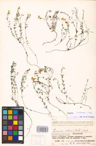 MHA 0 159 174, Linaria cretacea Fisch. ex Spreng., Eastern Europe, Lower Volga region (E9) (Russia)