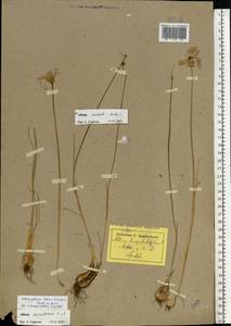 Allium podolicum Blocki ex Racib. & Szafer, Eastern Europe, South Ukrainian region (E12) (Ukraine)