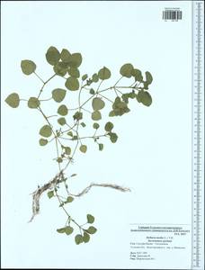 Stellaria media (L.) Vill., Eastern Europe, Central region (E4) (Russia)