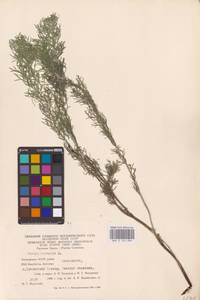 Adonis vernalis L., Eastern Europe, Eastern region (E10) (Russia)