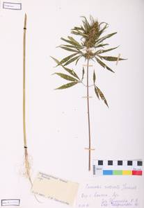 Cannabis sativa var. ruderalis (Janisch.) S. Z. Liou, Siberia, Central Siberia (S3) (Russia)