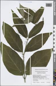 Cynanchum ascyrifolium (Franch. & Sav.) Matsum., Siberia, Russian Far East (S6) (Russia)