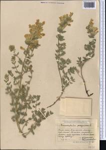 Dracocephalum peregrinum L., Middle Asia, Dzungarian Alatau & Tarbagatai (M5) (Kazakhstan)