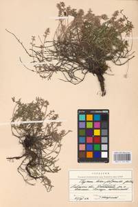 MHA 0 156 982, Thymus dimorphus Klokov & Des.-Shost., Eastern Europe, Central forest-and-steppe region (E6) (Russia)