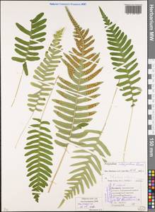 Polypodium interjectum Shivas, Eastern Europe, Belarus (E3a) (Belarus)