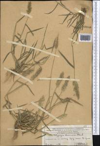 Polypogon fugax Nees ex Steud., Middle Asia, Western Tian Shan & Karatau (M3) (Kazakhstan)