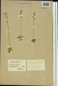 Micranthes foliolosa (R. Br.) Gornall, Siberia, Baikal & Transbaikal region (S4) (Russia)