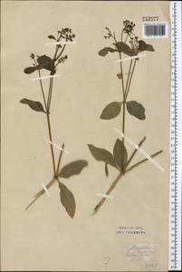 Rubia tinctorum L., Middle Asia, Syr-Darian deserts & Kyzylkum (M7) (Uzbekistan)
