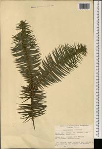 Cunninghamia lanceolata (Lamb.) Hook., South Asia, South Asia (Asia outside ex-Soviet states and Mongolia) (ASIA) (China)