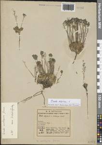 Draba alpina L., Eastern Europe, Northern region (E1) (Russia)