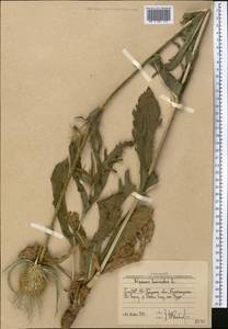 Dipsacus laciniatus L., Middle Asia, Western Tian Shan & Karatau (M3) (Uzbekistan)