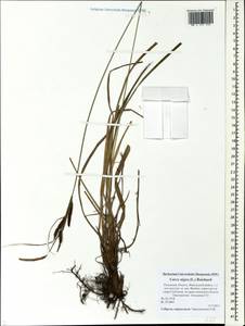 Carex nigra (L.) Reichard, Eastern Europe, North-Western region (E2) (Russia)