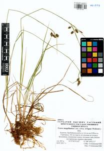 Carex magellanica Lam., Siberia, Baikal & Transbaikal region (S4) (Russia)