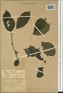 Prunus avium (L.) L., Caucasus, Stavropol Krai, Karachay-Cherkessia & Kabardino-Balkaria (K1b) (Russia)