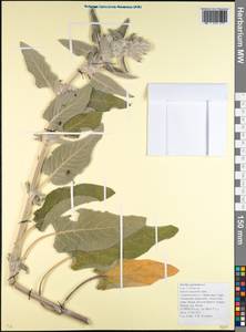 Stachys germanica L., Caucasus, Krasnodar Krai & Adygea (K1a) (Russia)
