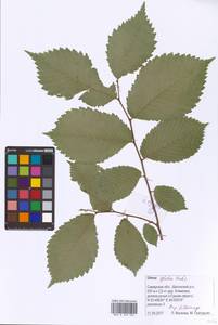 Ulmus glabra Huds., Eastern Europe, Middle Volga region (E8) (Russia)