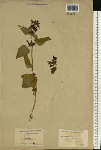 Lamium maculatum (L.) L., Eastern Europe, North Ukrainian region (E11) (Ukraine)