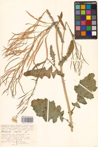 Brassica napus L., Eastern Europe, Lower Volga region (E9) (Russia)