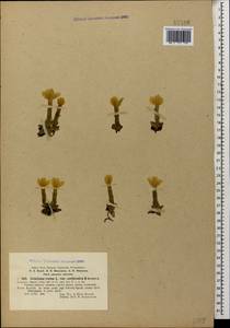 Gentiana verna subsp. oschtenica (Kuzn.) J. J. Halda, Caucasus, Stavropol Krai, Karachay-Cherkessia & Kabardino-Balkaria (K1b) (Russia)