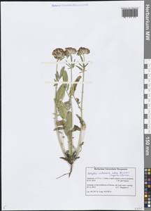 Anthyllis vulneraria subsp. boissieri (Sagorski) Bornm., Caucasus, Armenia (K5) (Armenia)